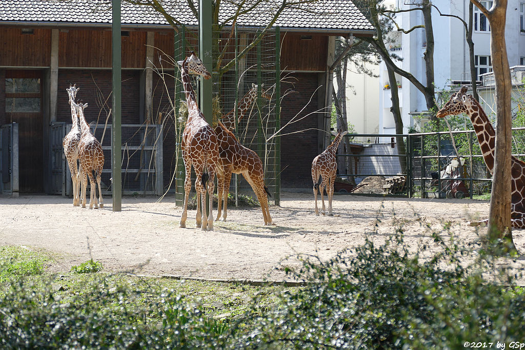 Netzgiraffe