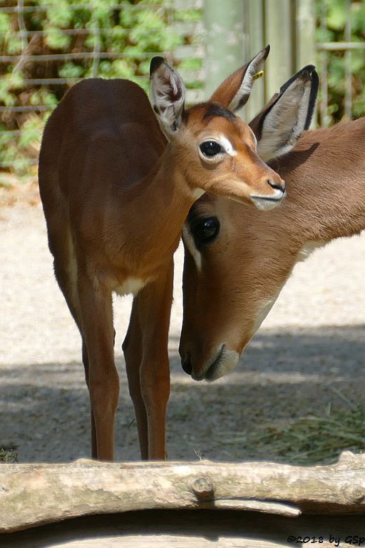 Gewöhnliche Impala (Schwarzfersen-Antilope), Jungtier geb. am 1.8.18