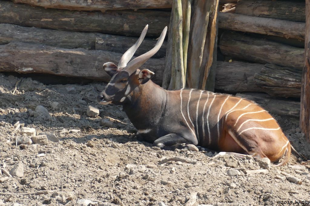 Östlicher Bongo (Kenia-Bongo, Bergbongo)