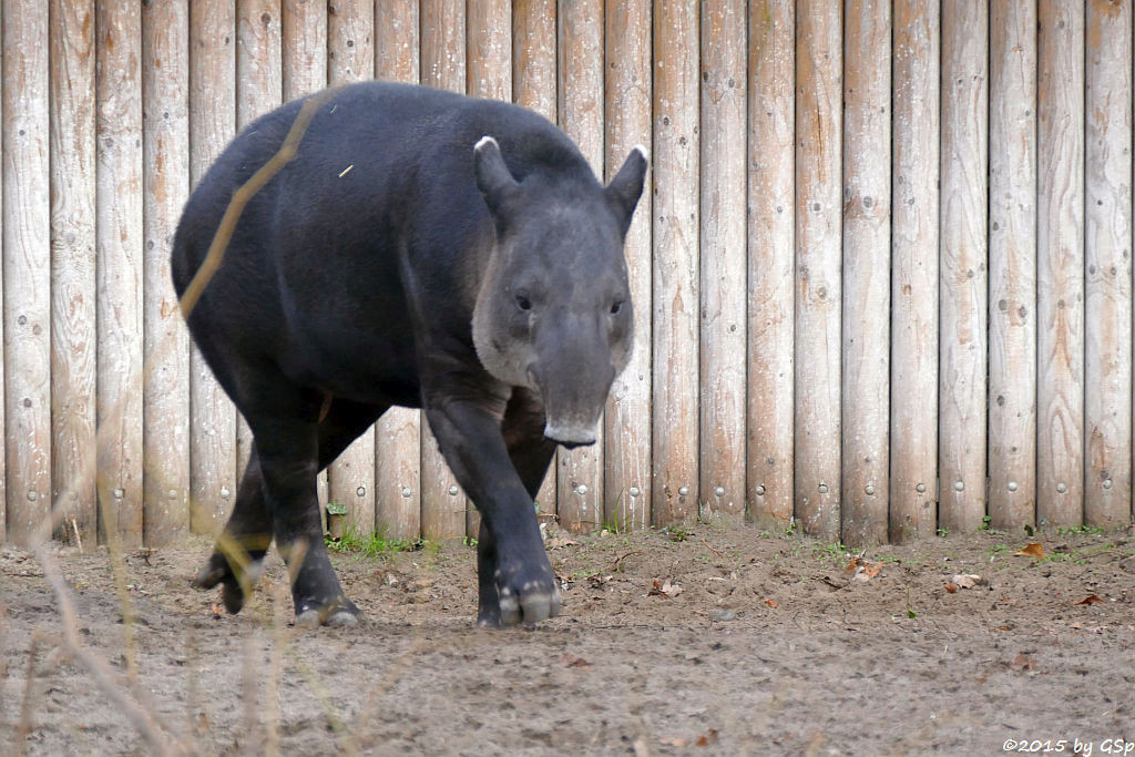 Mittelamerikanischer Tapir (Bairds Tapir)