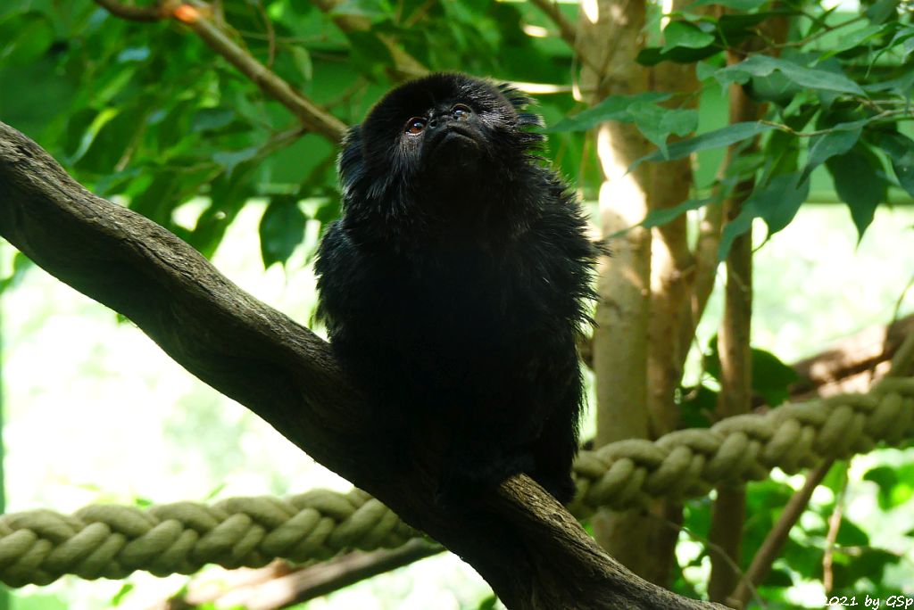 Springtamarin