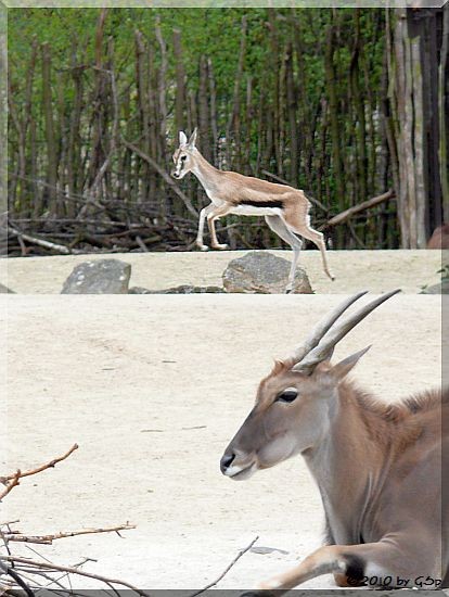 Thomson-Gazelle und Elenantilope