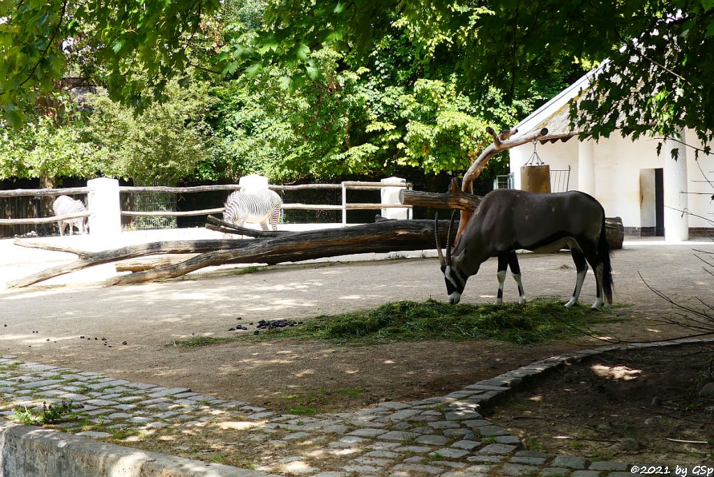 Grévy-Zebra, Südliche Oryx (Südafrikanischer Spießbock, Südafrikanische Oryx)