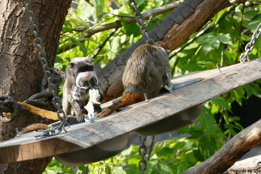 Rotschwänziger Kaiserschnurrbarttamarin