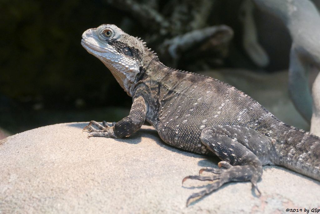 Australische Wasseragame