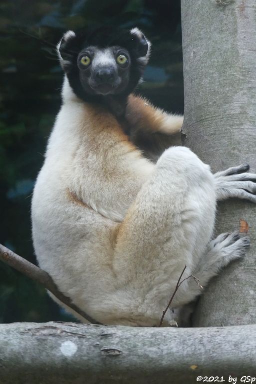 Kronensifaka