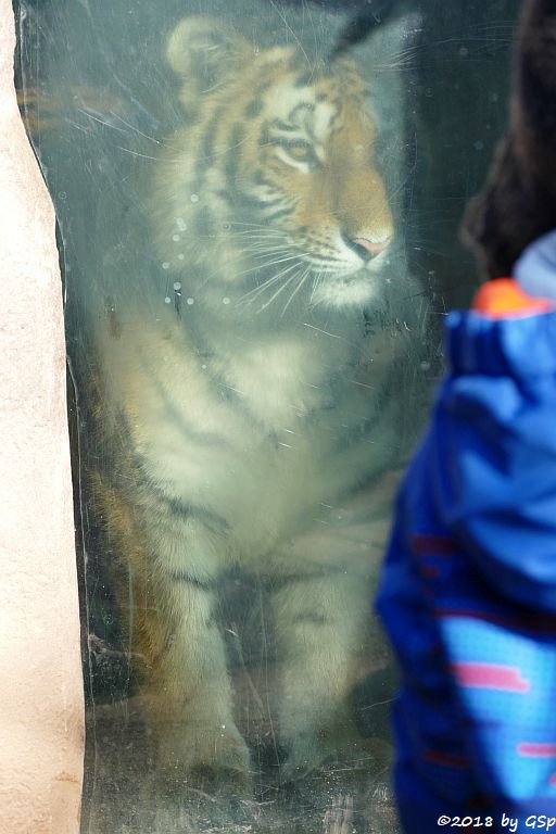 Amurtiger (Sibirischer Tiger, Mandschu-Tiger)