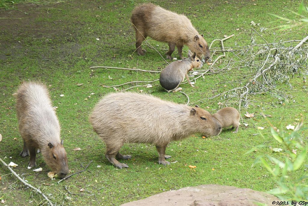 Wasserschwein (Capybara), Großer Pampashase (Große Mara, Großer Mara)