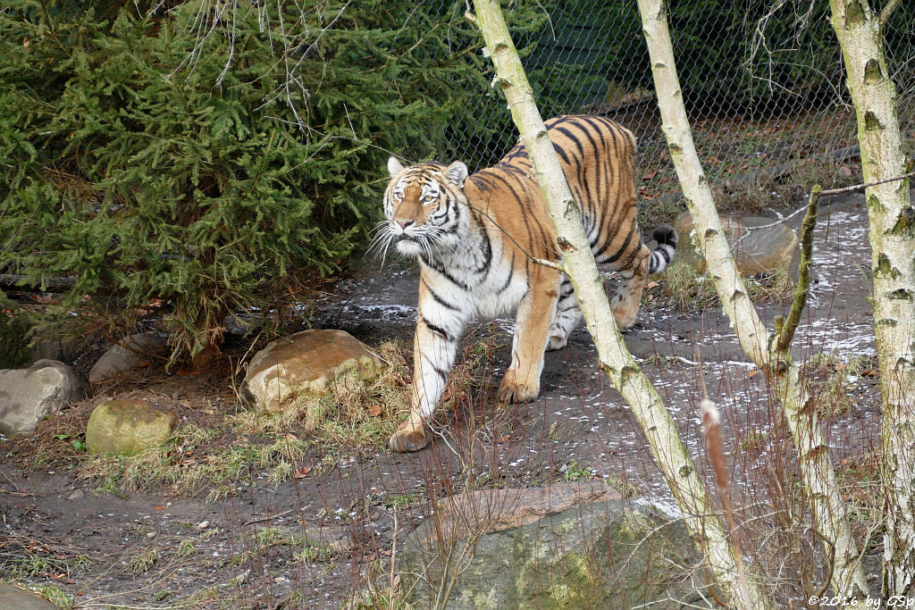 Sibirische Tigerin MARUSCHKA