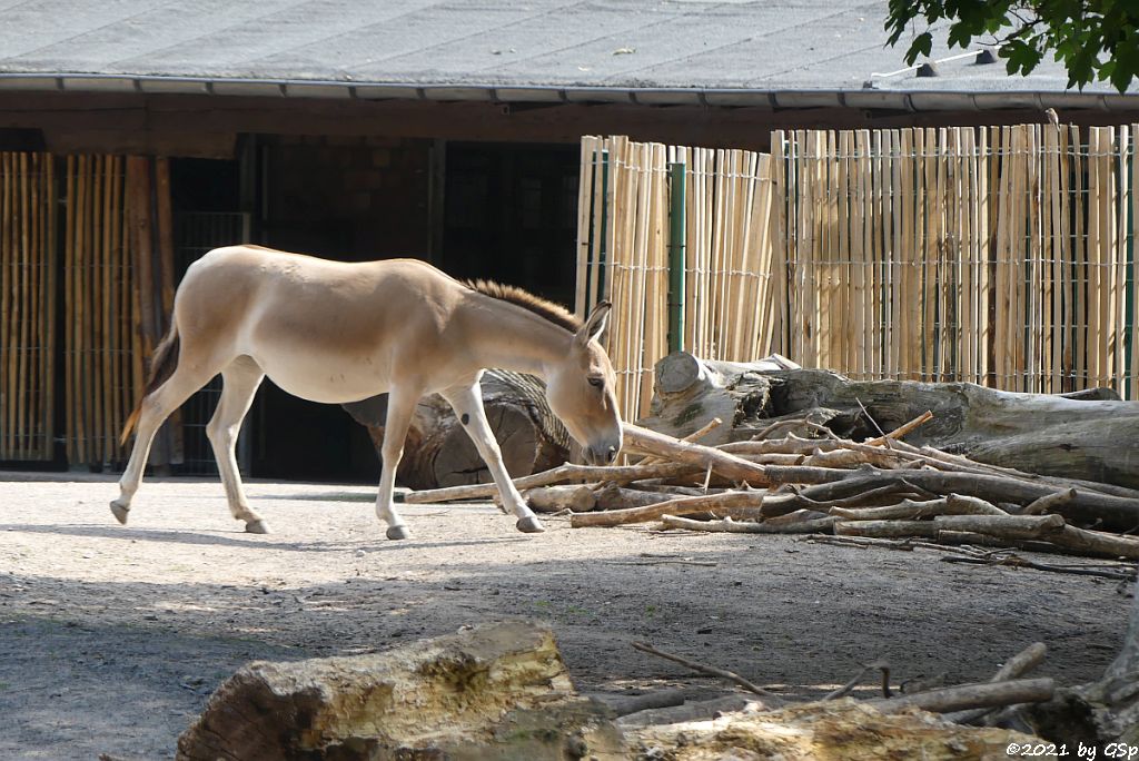 Onager (Persischer Halbesel)