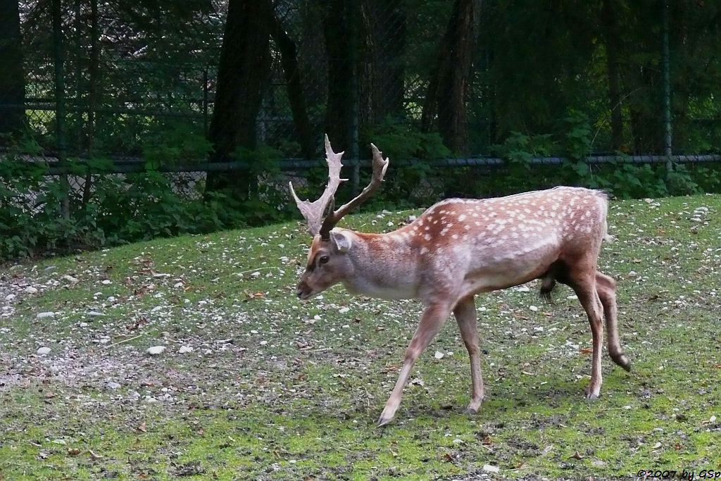 Mesopotamicher Damhirsch