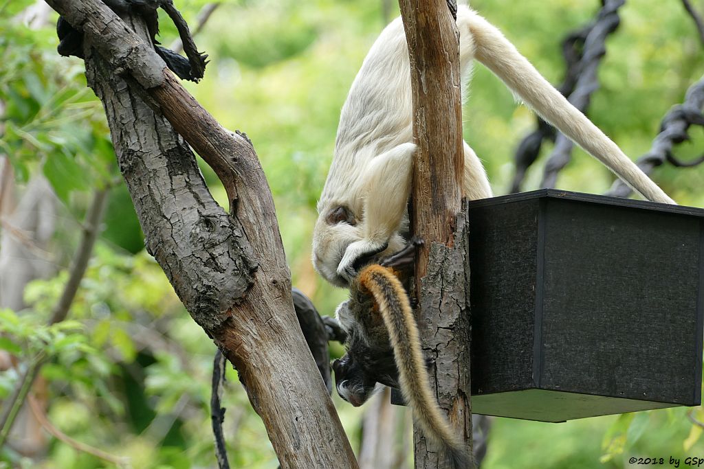 Rotschwänziger Kaiserschnurrbarttamarin, Schwarzer Brüllaffe