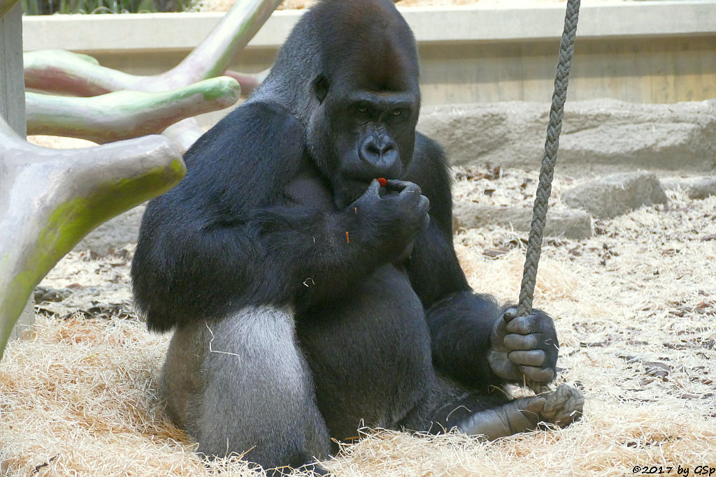 Flachlandgorilla