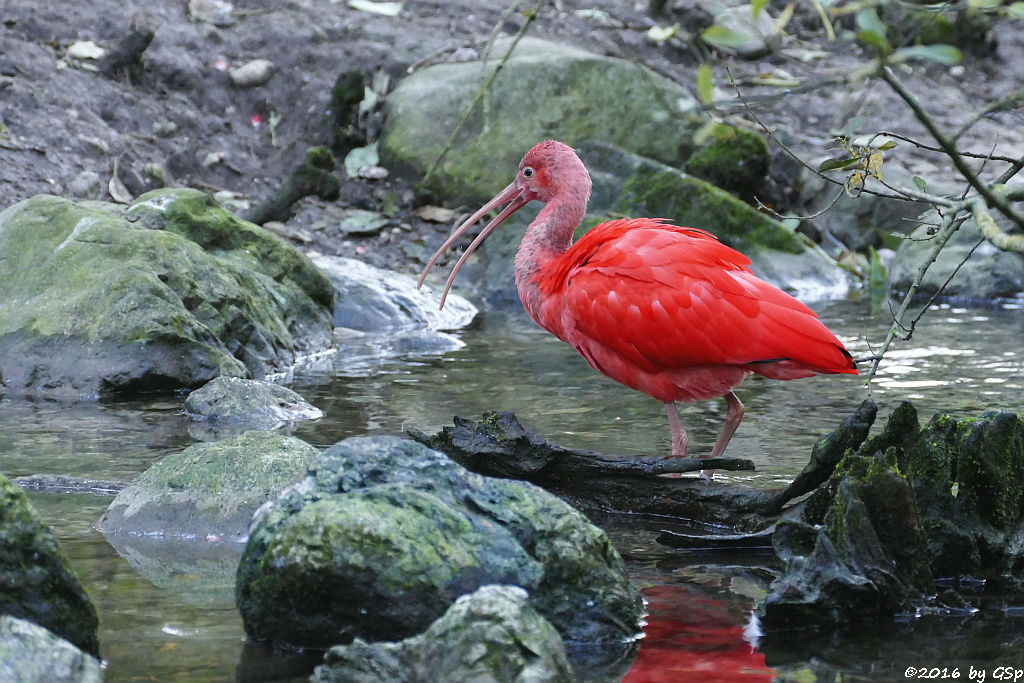 Scharlachsichler (Roter Sichler, Rotibis)