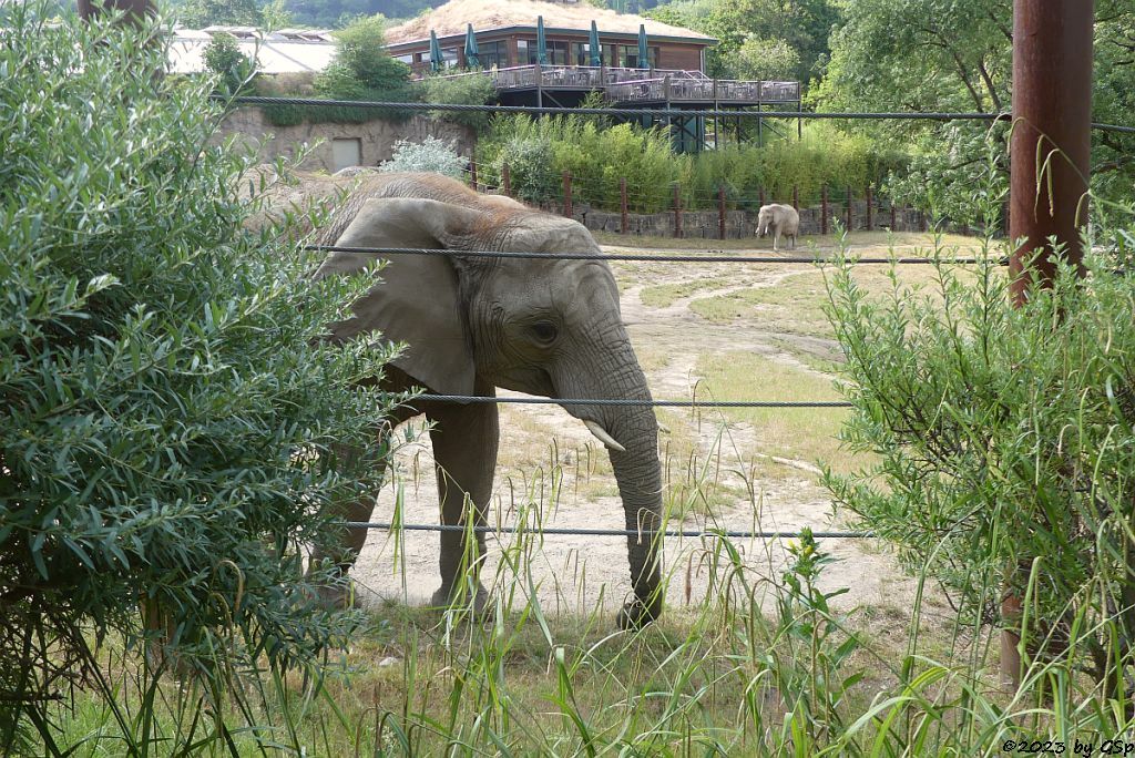 KARIBA, LILAK