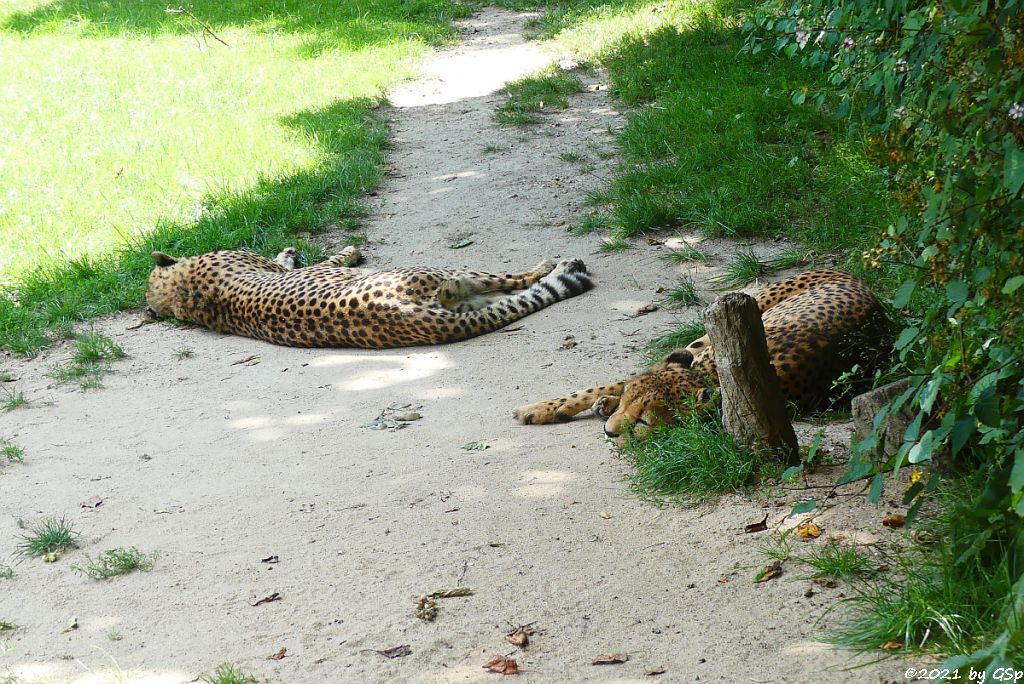 Südafrikanischer Gepard