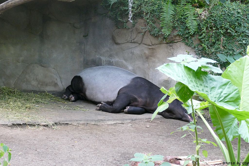 Schabrackentapir (Malaysischer Tapir)