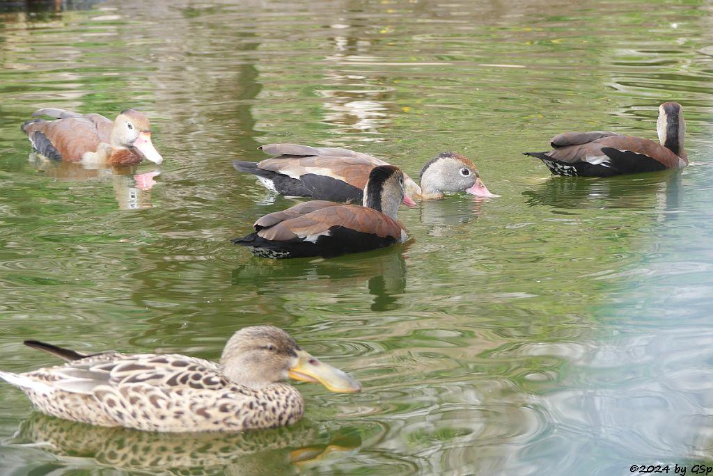 Zoo Halle: Südliche Rotschnabel-Pfeifgans (Südliche Herbstpfeifgans)