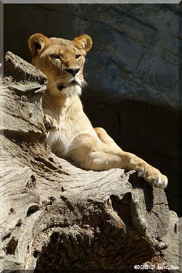 Afrikanischer Löwe 