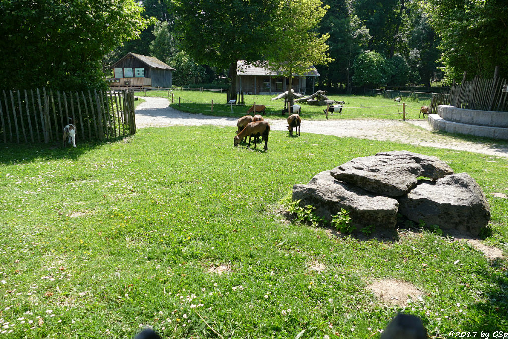 Kamerunschaf, Afrikanische Zwergziege, (Westafrikanische Zwergziege, Kamerun-Zwergziege)