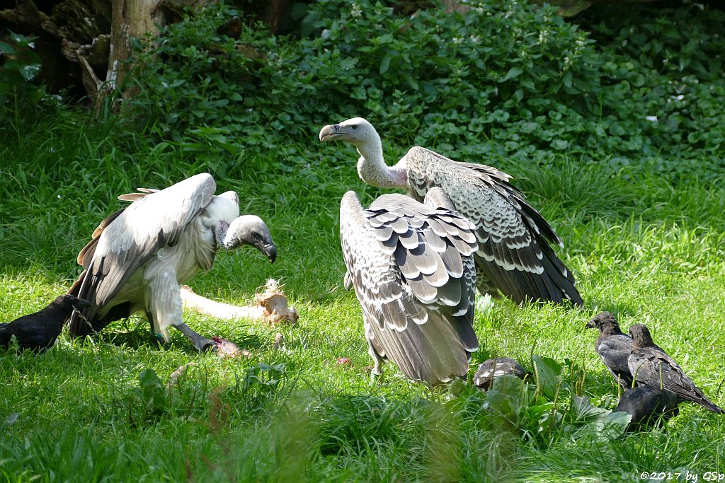 Weißrückengeier (Zwerggänsegeier),  Sperbergeier (Rüppellgeier)