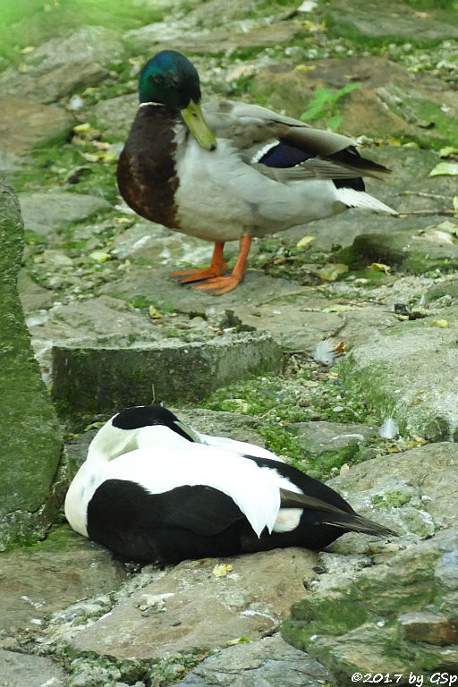 Stockente, Nördliche Eiderente