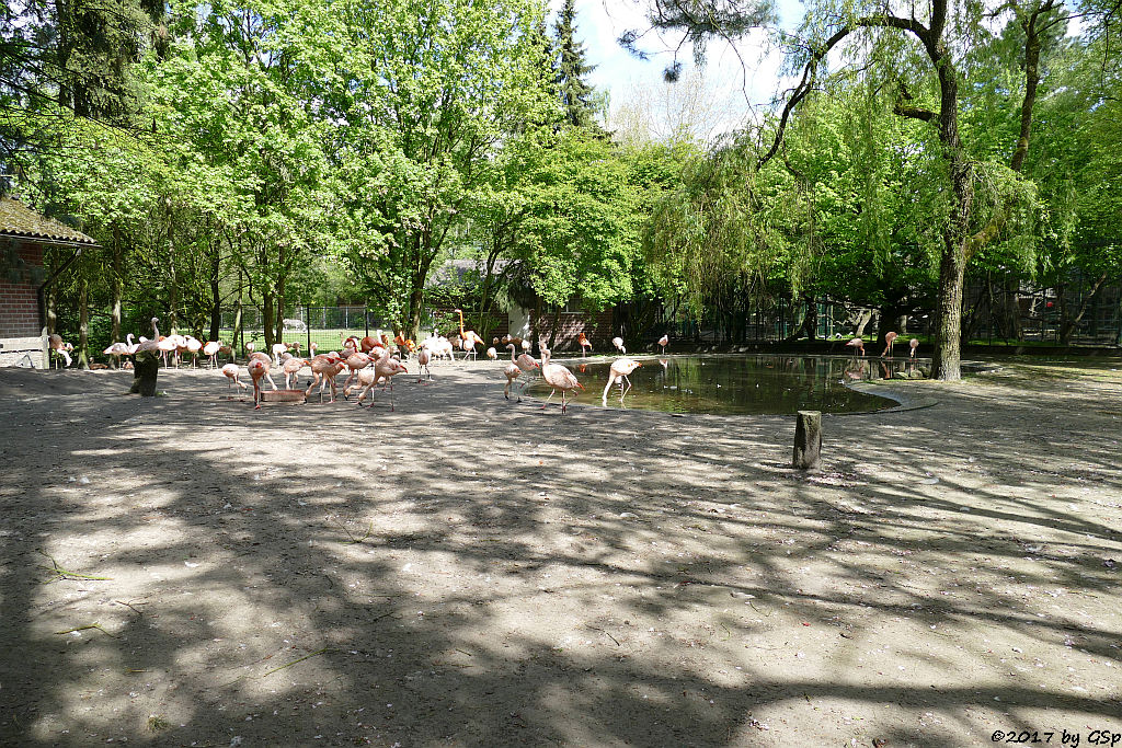 Chileflamingo (Chilenischer Flamingo), Kubaflamingo (Karibischer Flamingo, Roter Flamingo)