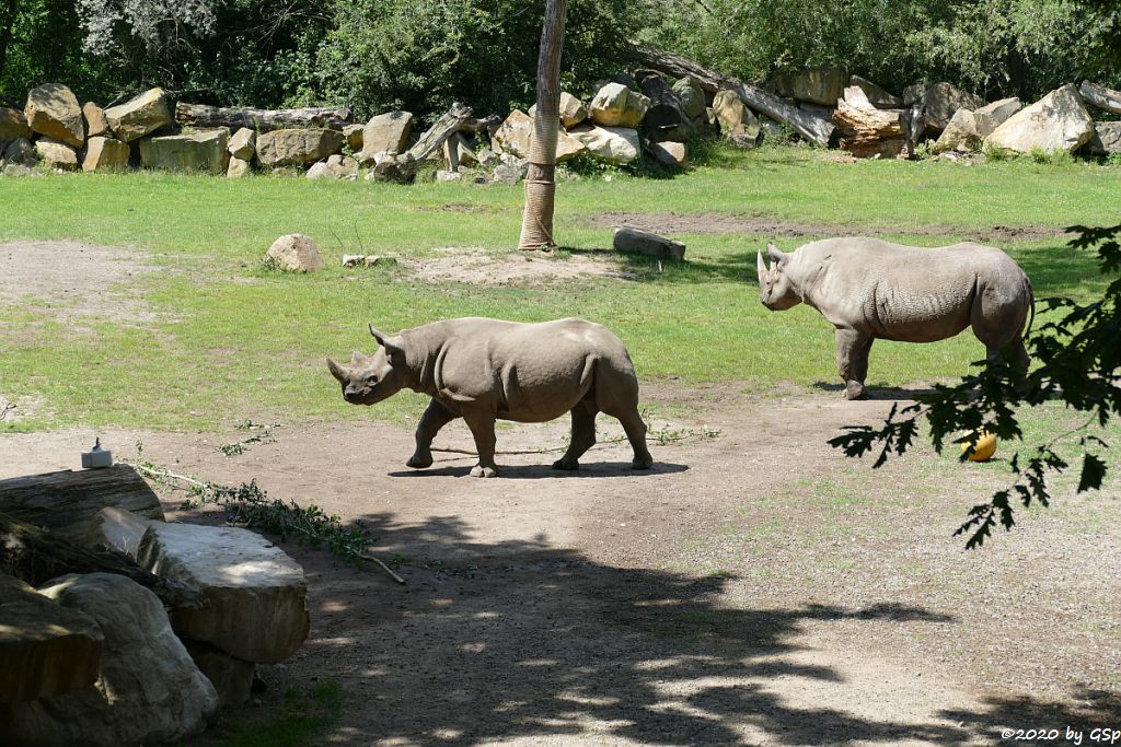 Ostafrikanisches Spitzmaulnashorn (Östliches Spitzmaulnashorn)