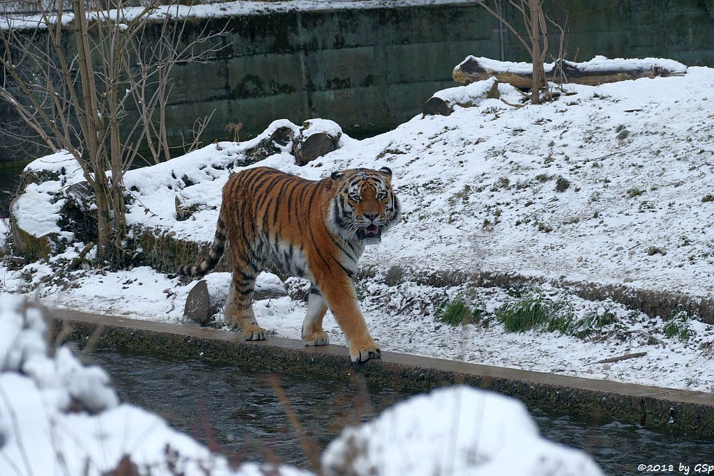 Amurtiger (Sibirischer Tiger, Mandschu-Tiger) JEGOR