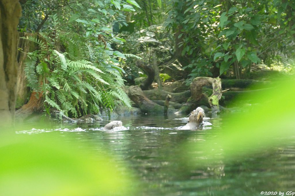 Riesenotter, 3 Jungtiere geb. 20.5.20