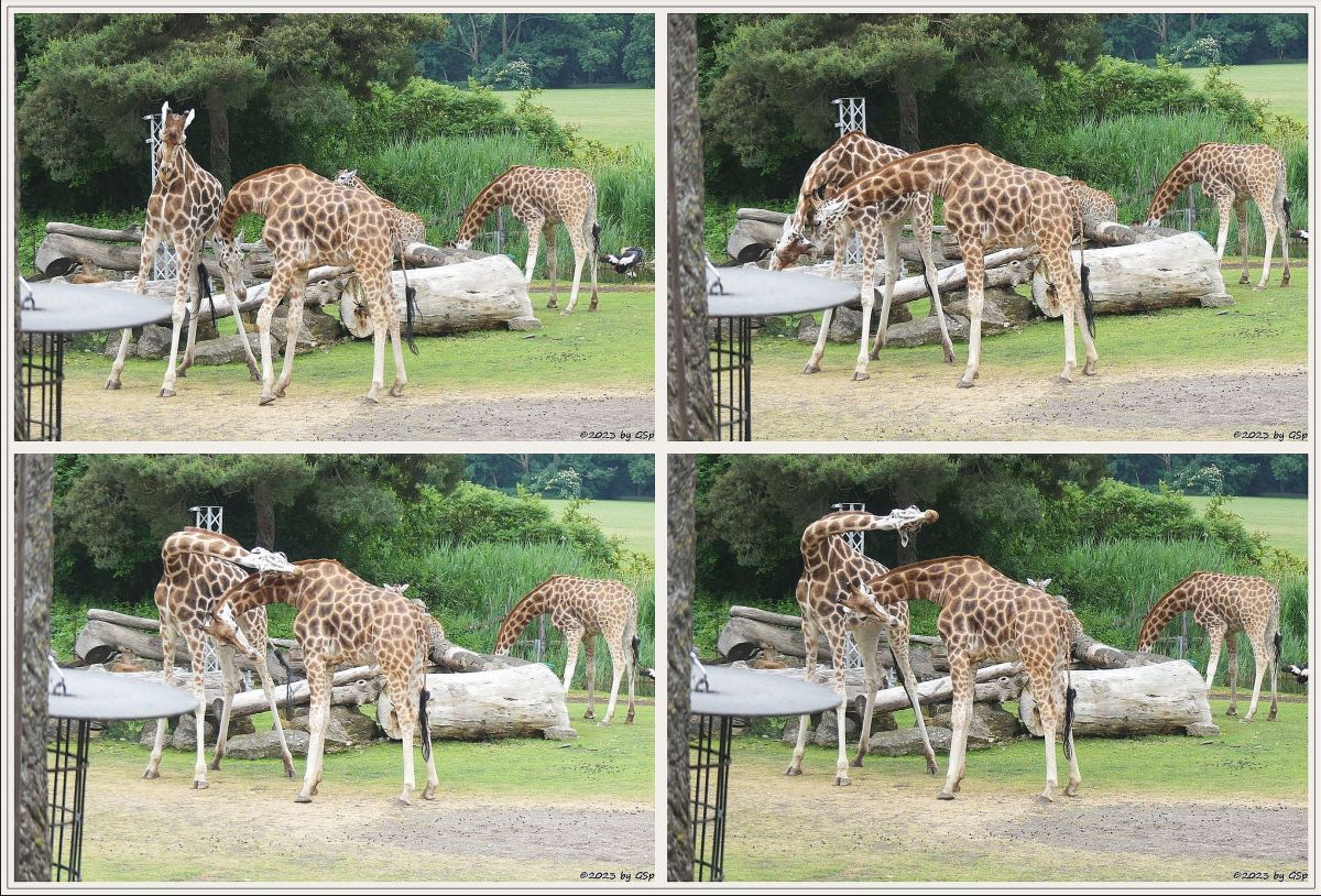 Rothschildgiraffe (Uganda-Giraffe, Baringo-Giraffe), Jungtier geb. am 6.2.23, Südafrikanischer Kronenkranich