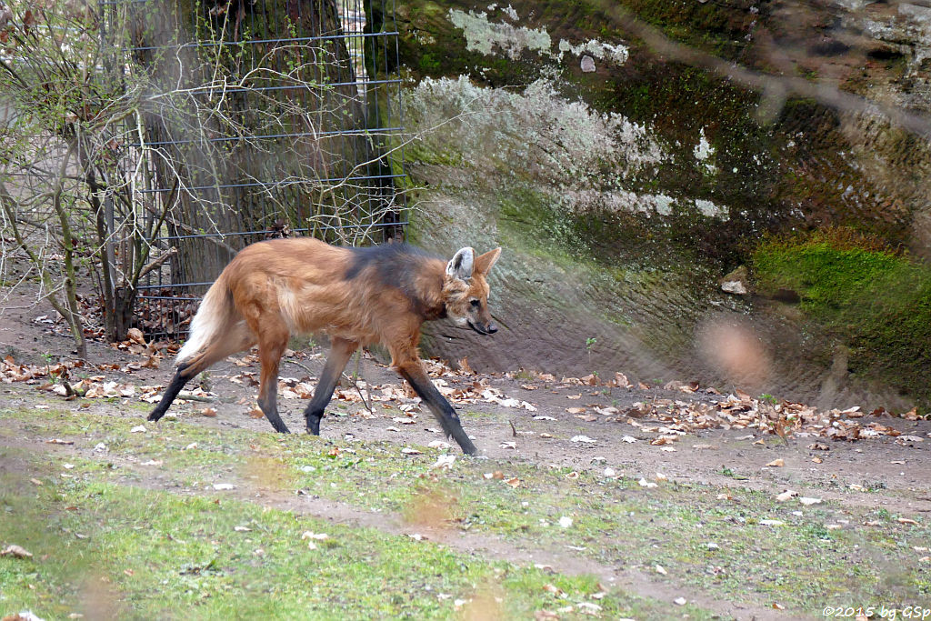 Mähnenwolf