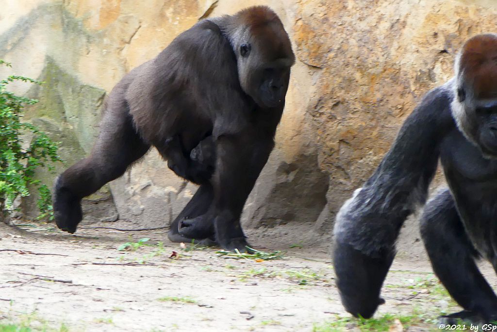 Flachlandgorilla TILLA (geb. 15.2.21) mit Mama BIBI