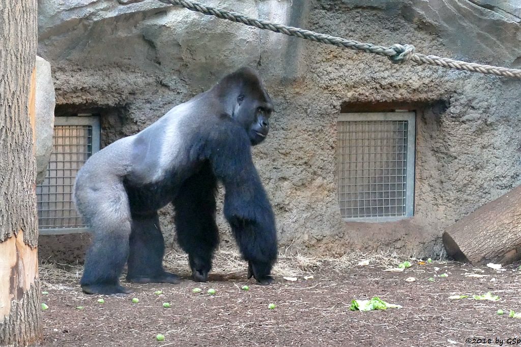 Flachlandgorilla VIATU