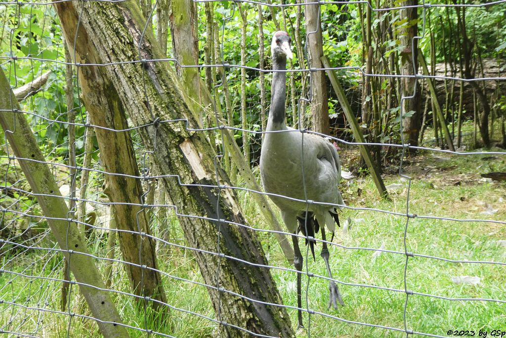 Europäiischer Graukranich (Westlicher Kranich)