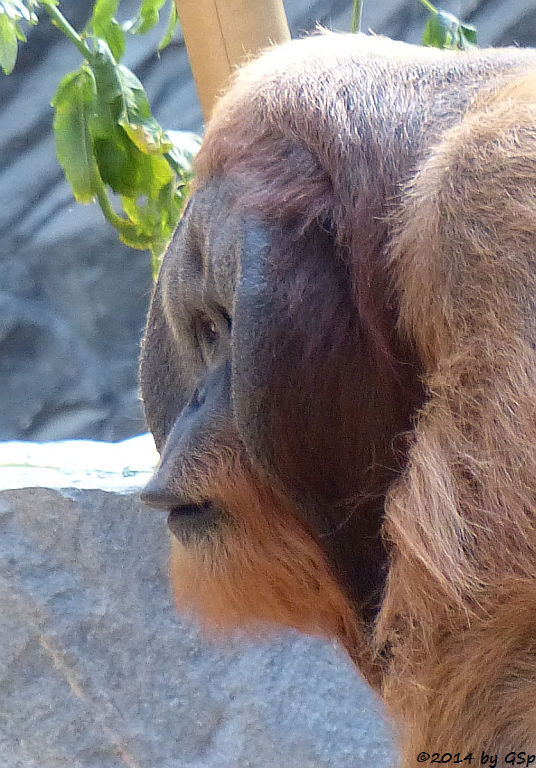 Sumatra-Orang-Utan TUAN