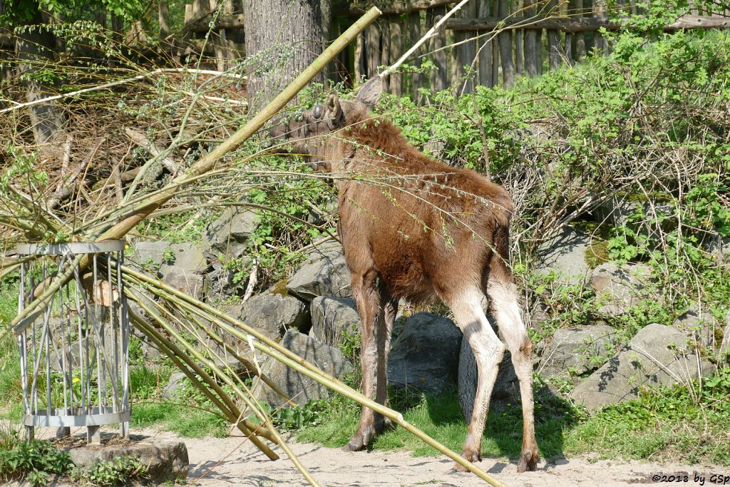 Eurasischer Elch (Europäischer Elch, Nordelch)