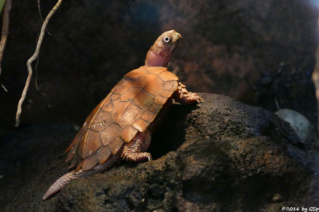 Spenglers Zacken-Erdschildkröte (Chinesische Zacken-Erdschildkröte)