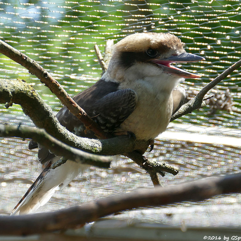 Jägerliest (Lachender Hans, Kookaburra)