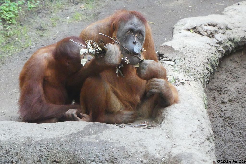 Sumatra-Orang-Utan