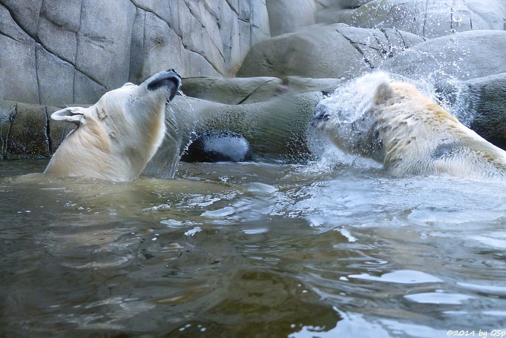 Eisbär VICTORIA und BLIZZARD