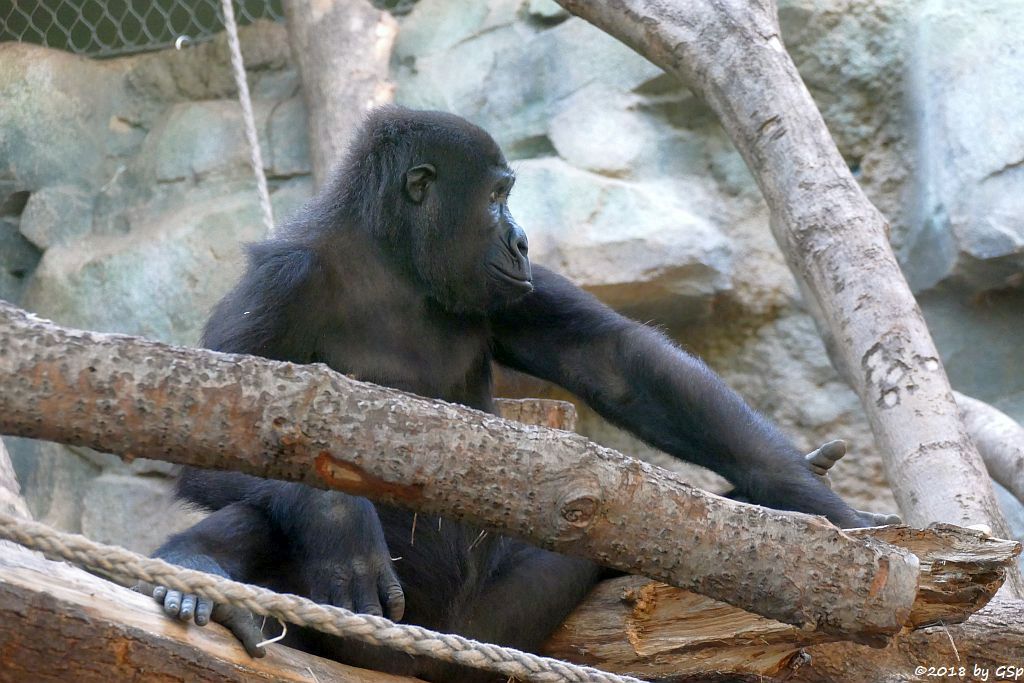 Flachlandgorilla SAWA