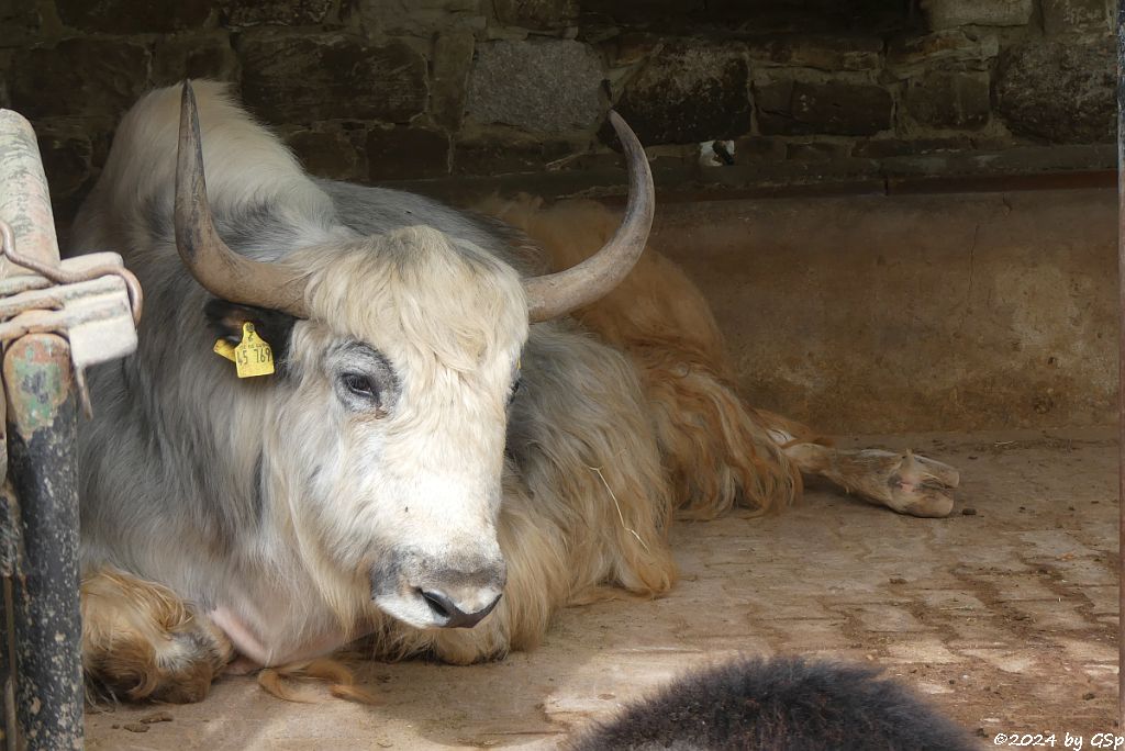 Zoo Halle: Hausyak