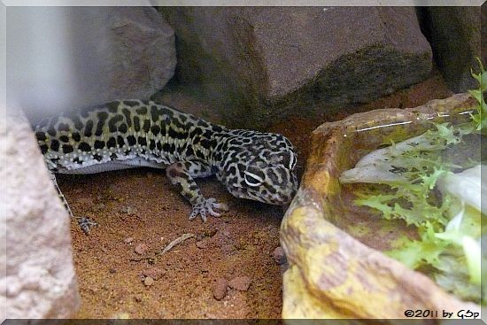 Leopardgecko