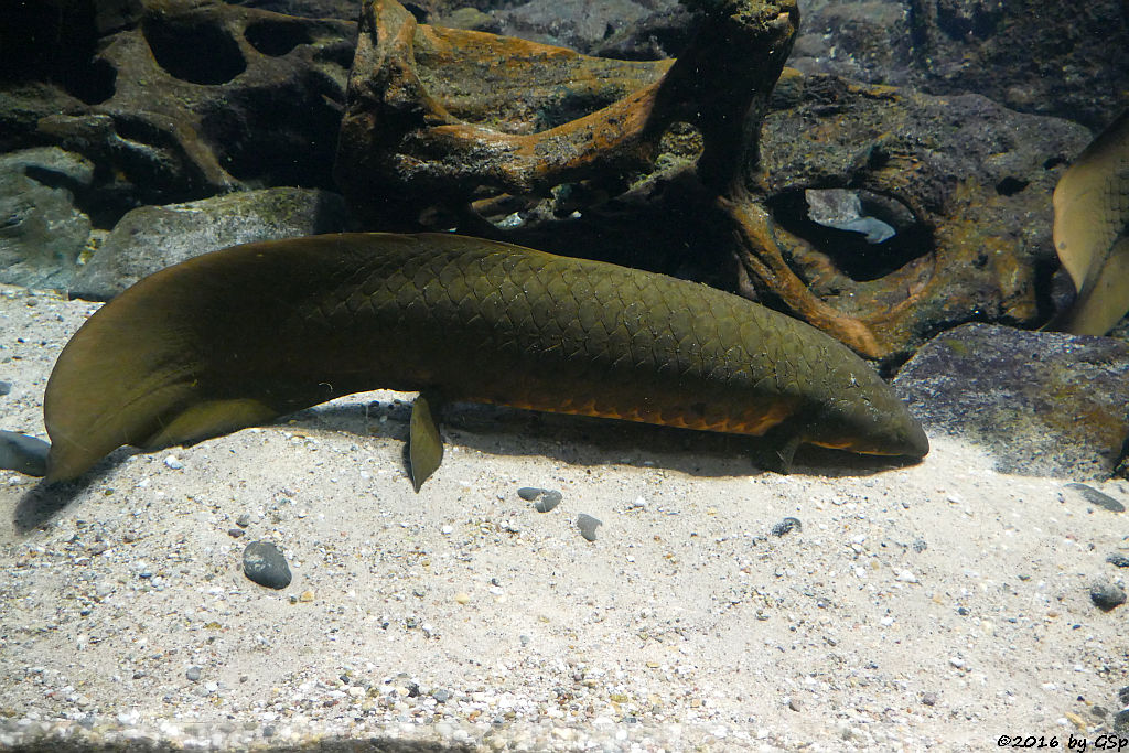 Australischer Lungenfisch