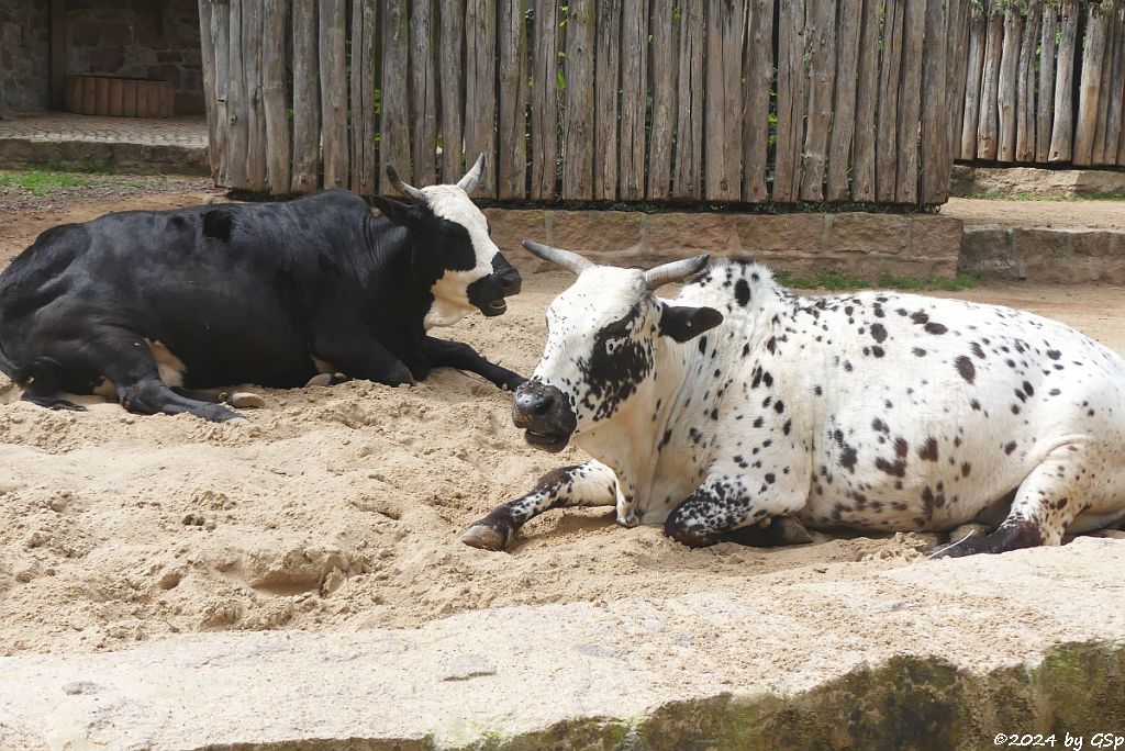 Zoo Halle: Zwergzebu