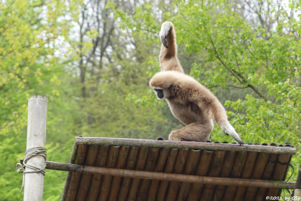 Weißhandgibbon (Lar)