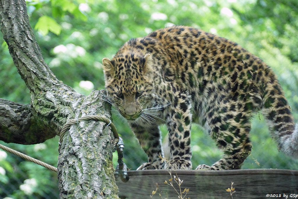 Chinaleopard (Nordchinesischer Leopard)