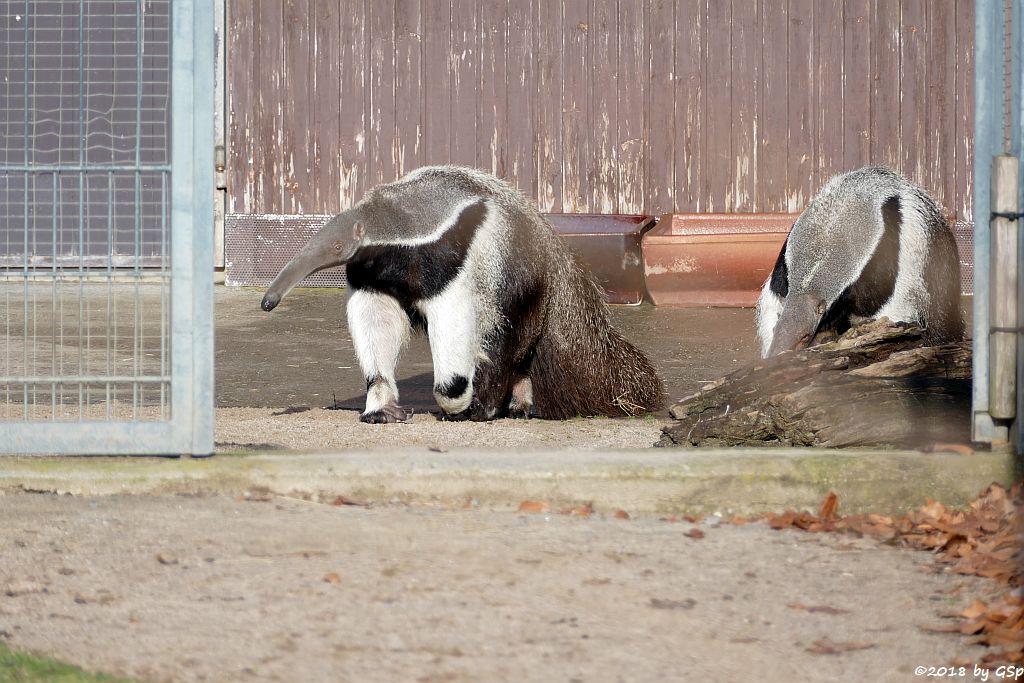 Großer Ameisenbär