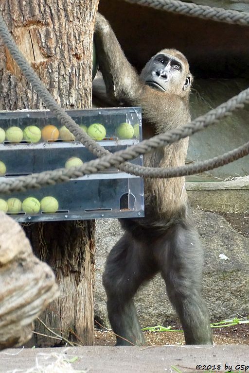 Flachlandgorilla